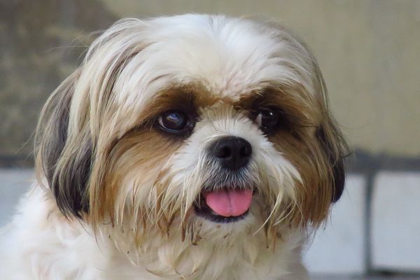 Necháte se okouzlit srstí shih tzu?