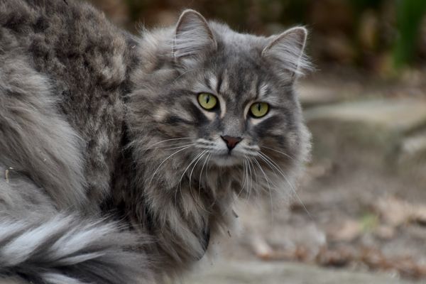 Sibiřská kočka: přítulný chlupáč milující hry a lidi