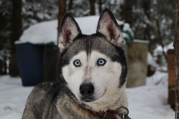 Sibiřský husky jako vytrvalé, nezávislé a pracovité plemeno