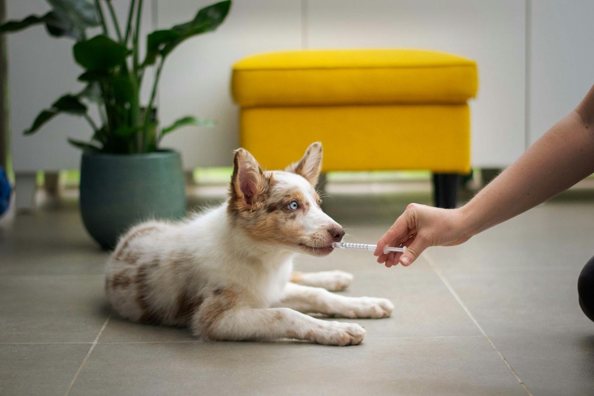 Objevte veterinární diety - kdy a proč je nasadit?