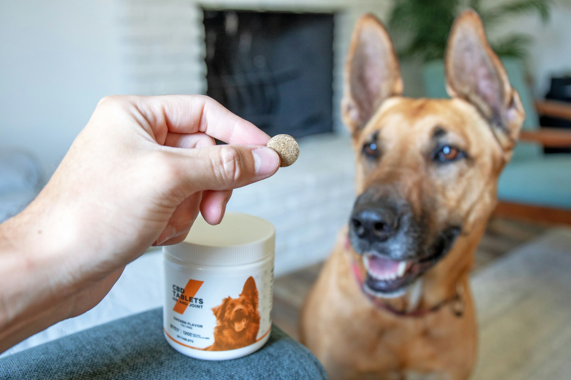 Průvodce vitamíny a minerály pro psy