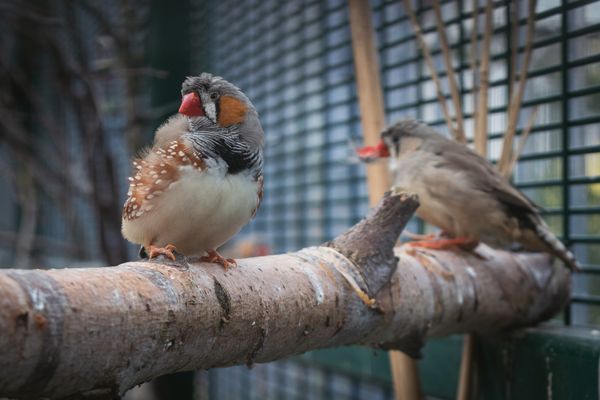 Zebřička pestrá: švitořivý a nenáročný společník