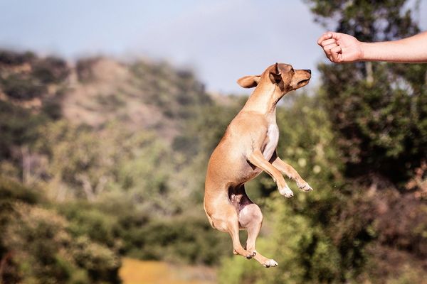 dogdancing