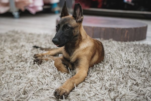 malinois