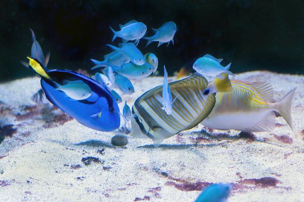 vyziva-akvarijnich-ryb