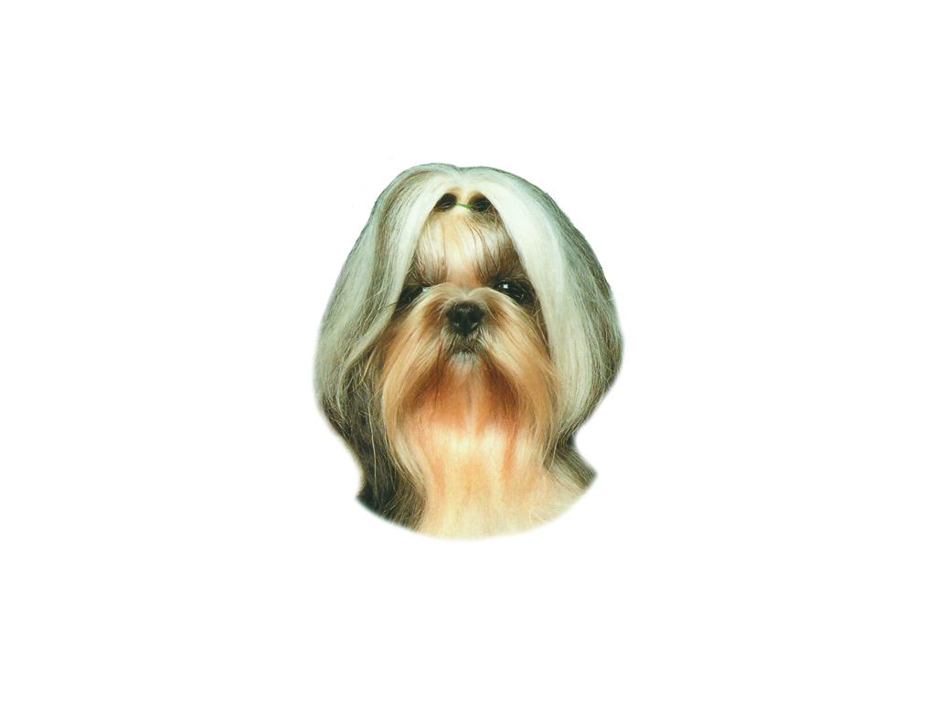Shih-tzu samolepka 2ks z kategorie Chovatelské potřeby a krmiva pro psy > Tabulky, samolepky > Samolepky psů