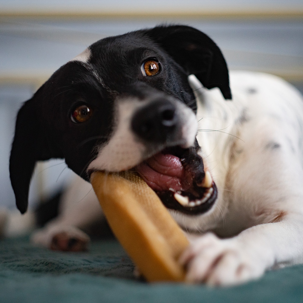 EXPLORER DOG himálajská tyčka M