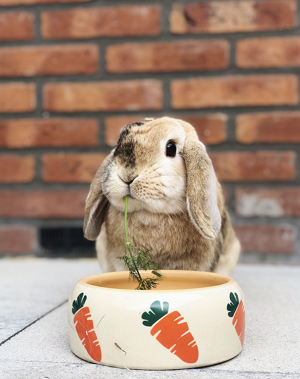 Nobby CARROT keramická miska pro králíčky 500ml