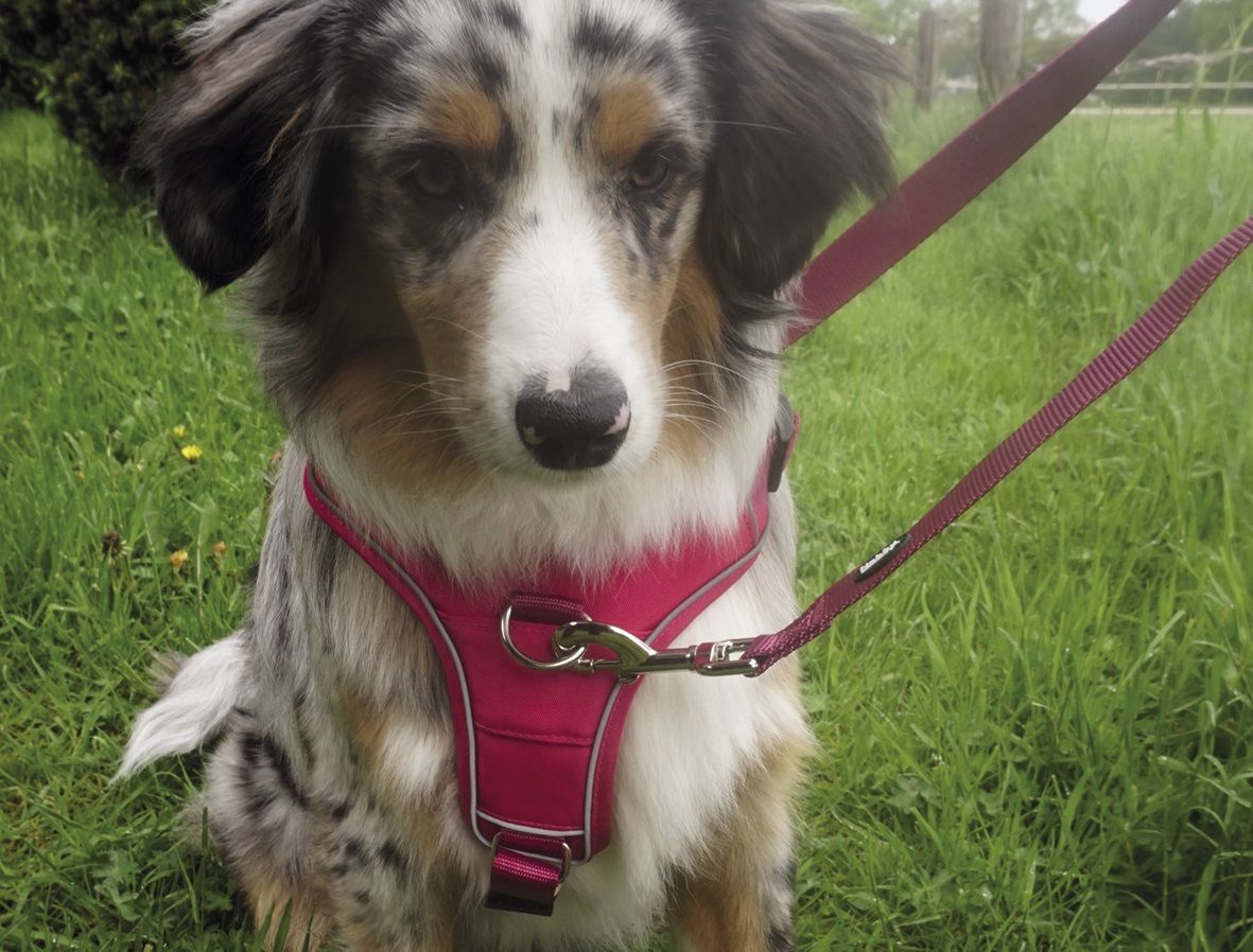 Nobby ergonomický postroj MAILO S černá