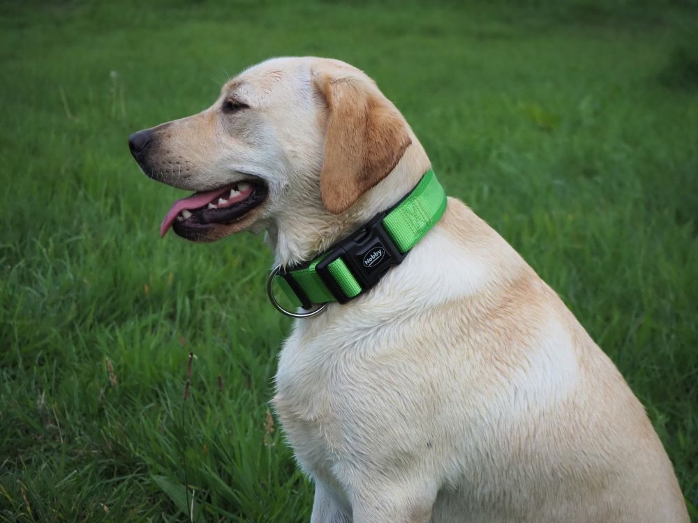 Nobby CLASSIC PRENO extra široký obojek neoprén zelená L-XL 40-55cm