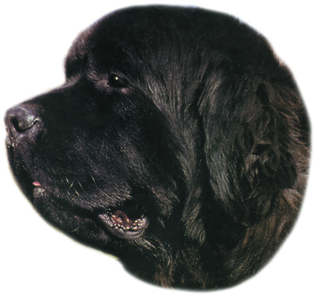 Stickers Novofundlandský pes samolepka 2ks
