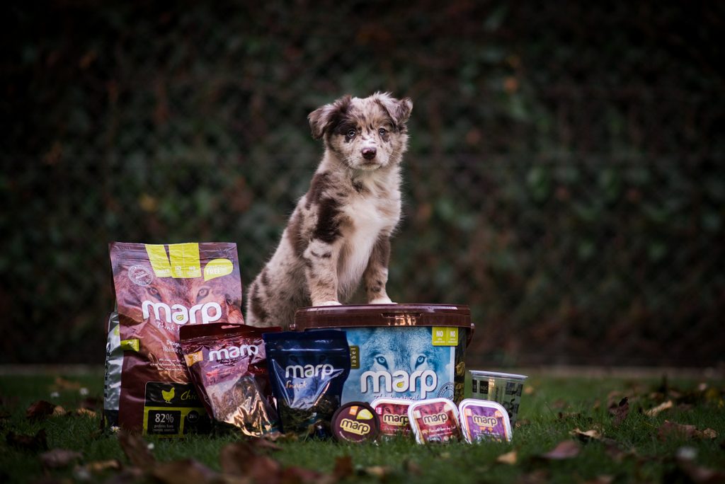 Štěněčí balíček s krmivem 1ks