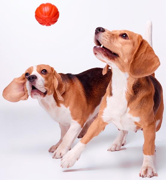 Liker míček pro psy 7 cm