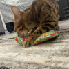 4cats Polštářek se šantou pro kočky – Kawaii