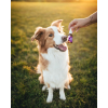 Ecopets Olej Zuby 30 ml 4