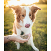 Ecopets Parazit Plus 2