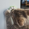 Nobby hračka pro kočky Tlapka s Catnip kuličkou 3