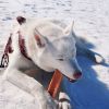 EXPLORER DOG Przysmak himalajski S