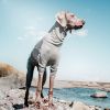 Hundeweste Hurtta Body Warmer Grau 25S