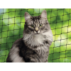 Nobby ochranná síť S pro kočky černá 2x3m z kategorie Chovatelské potřeby a krmiva pro kočky > Pelíšky, dvířka a ostatní doplňky pro kočky > Ochranné sítě pro kočky