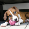 54690 2 hracka guma puppy activity mic kong m