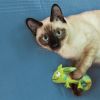 Hračka cat Refillables chameleon KONG – 3