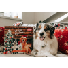 Nobby XMAS adventní kalendář pro psy 265g