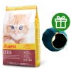 81537 kitten