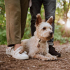 TICKLESS ECOPET Ultrazvukový odpuzovač klíšťat a blech pro psy Hnědá