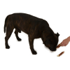 Magnum pochoutka Duck Roll on Rawhide stick 5-6" 60g
