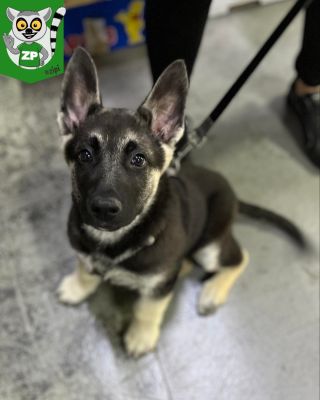 Drahý Arthásku!💙 Zipi ti za celý tým přeje jen to nejkrásnější!🥳 Opravdu hodně zdravíčka 🩺🩻 štěstíčka 🍀 lásky 💚 a miliooon...