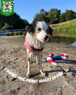 5 důvodů proč pořídit hračku do vody!🏖️ 1. Více zábavy v létě Koupání bude pro tvého pejska ještě větší dobrodružství 🌊 2....