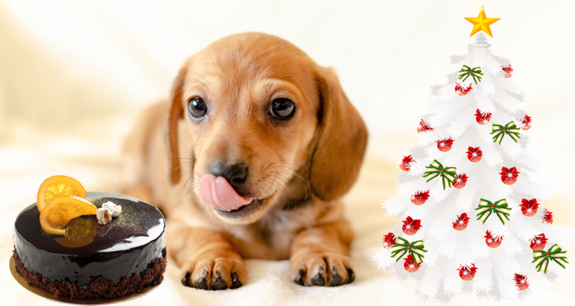 Co by jste neměli dopřát pejskům ani o Vánocích?