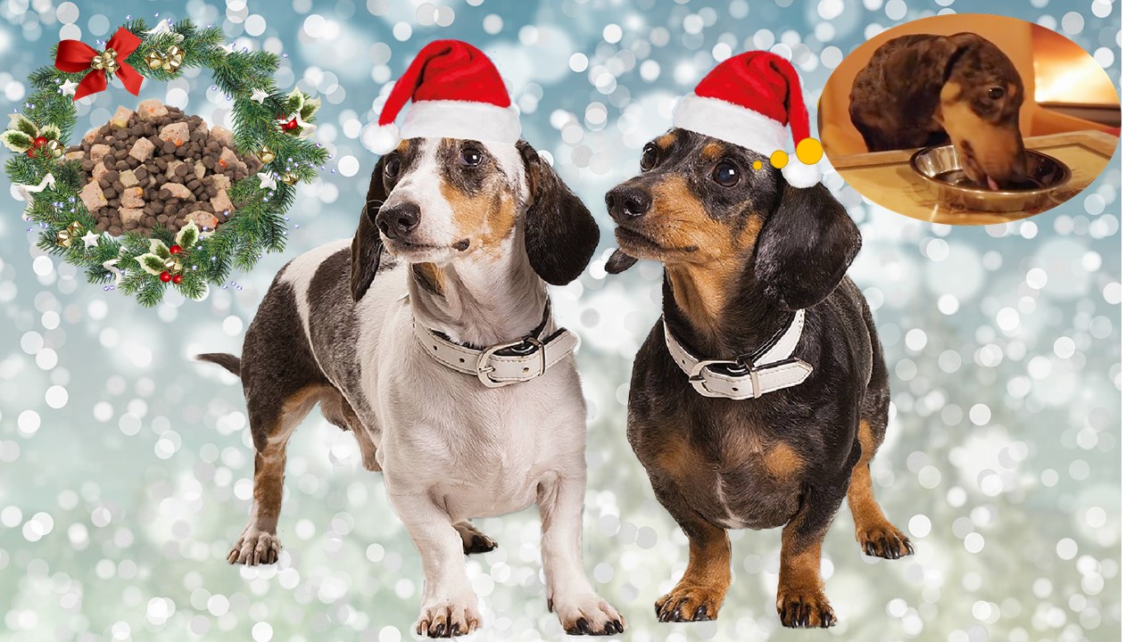 Jak vybrat vánoční menu pro pejska?