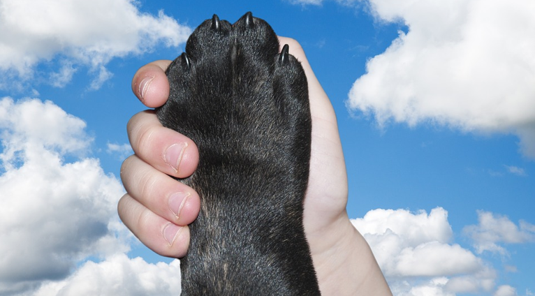 Jakým dobrotám my, ani náš pejsek neodoláme?