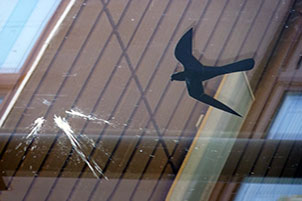 Jedna silueta dravce na skle nestačí!