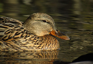 Ptačí a lidské světy