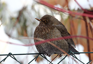 Jak lepit samolepky na okna v zimě?