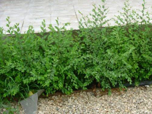 3. Dlaczego sadzonki nie mają jednakowego rozmiaru?