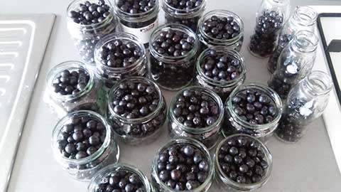 Aronia czarnoowocowa – odkryj pyszne i zdrowe przepisy