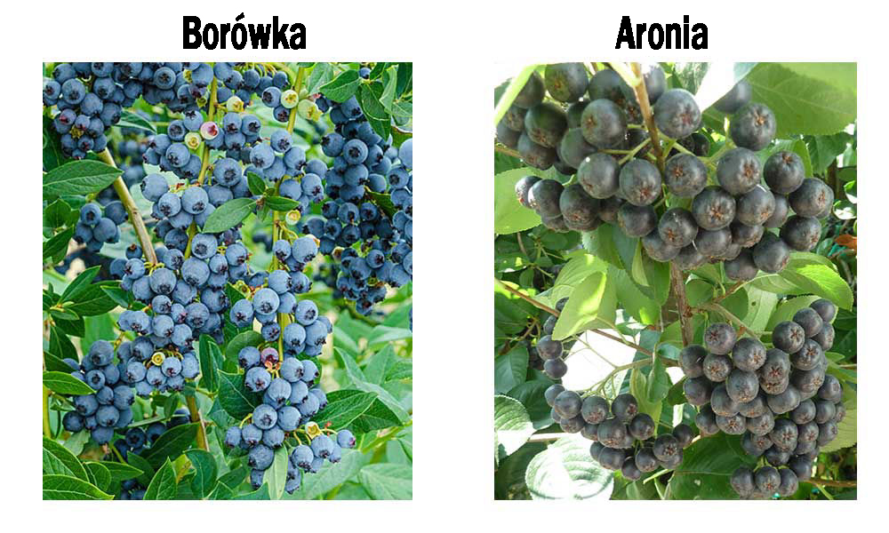 Porównanie aronii czarnoowocowej i borówki amerykańskiej – właściwości, smak i uprawa