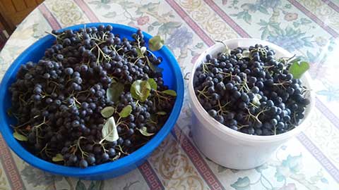 Aronia czarnoowocowa – odkrywanie pełnego zakresu fizjologicznych efektów superleku