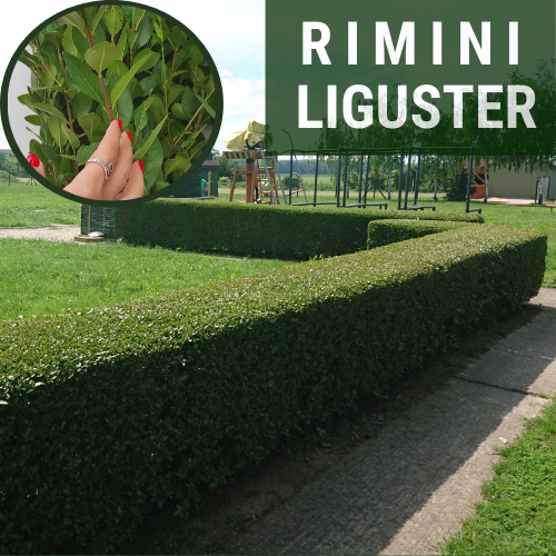 Zdjęcia ligustra 'Rimini', zdjęcia żywopłotów