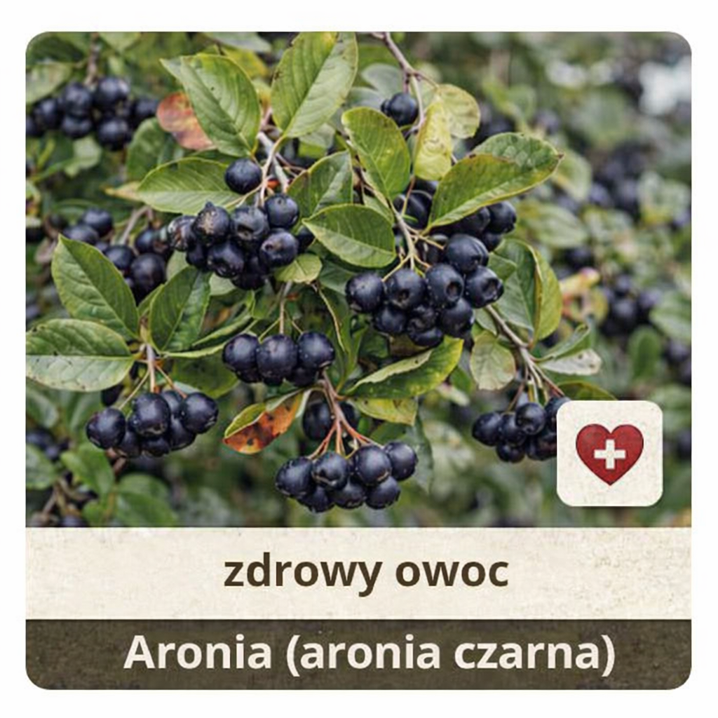 Aronia czarnoowocowa
