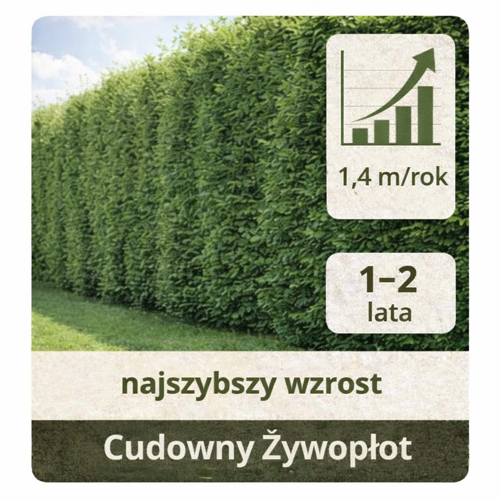 Cudowny Żywopłot