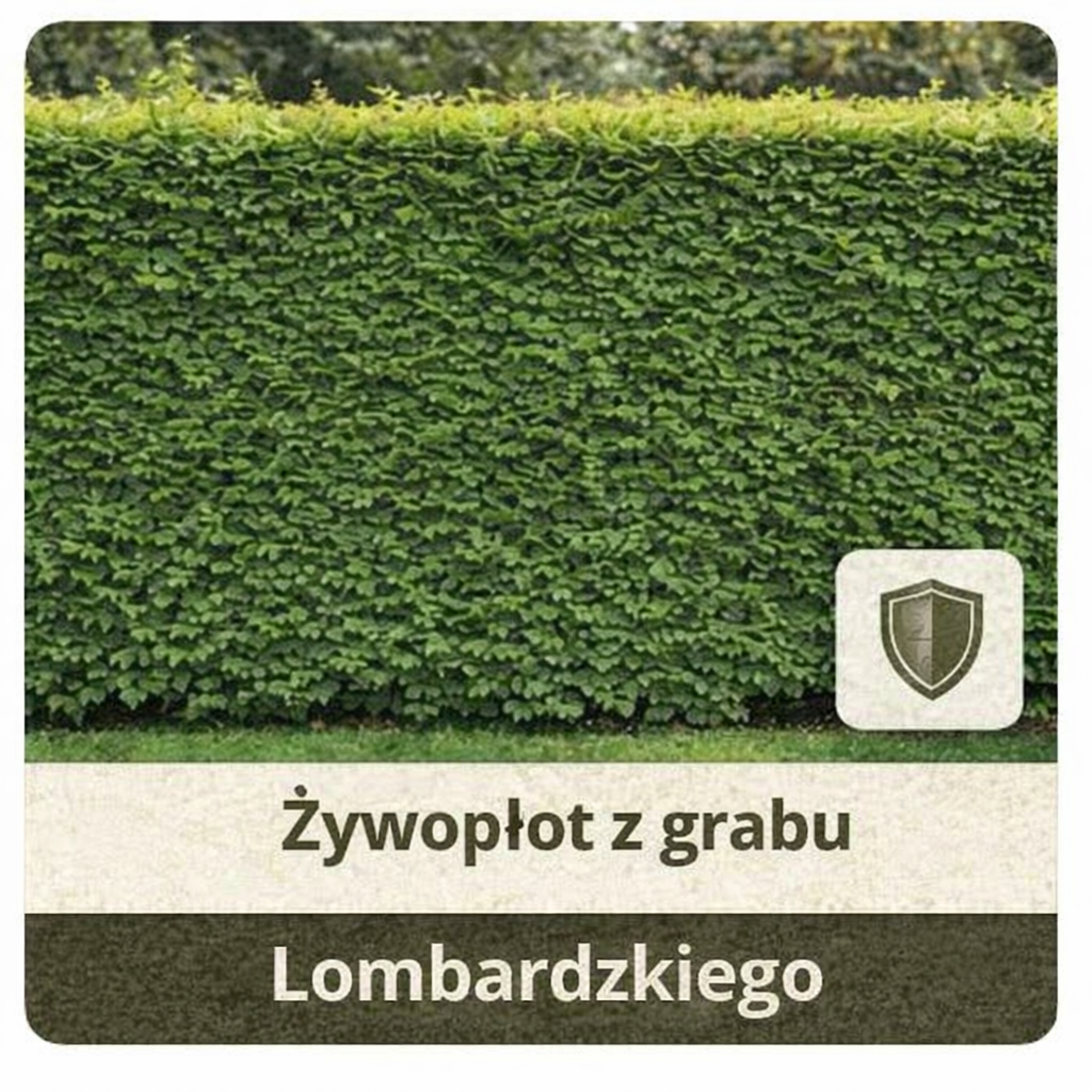 Grab lombardzki