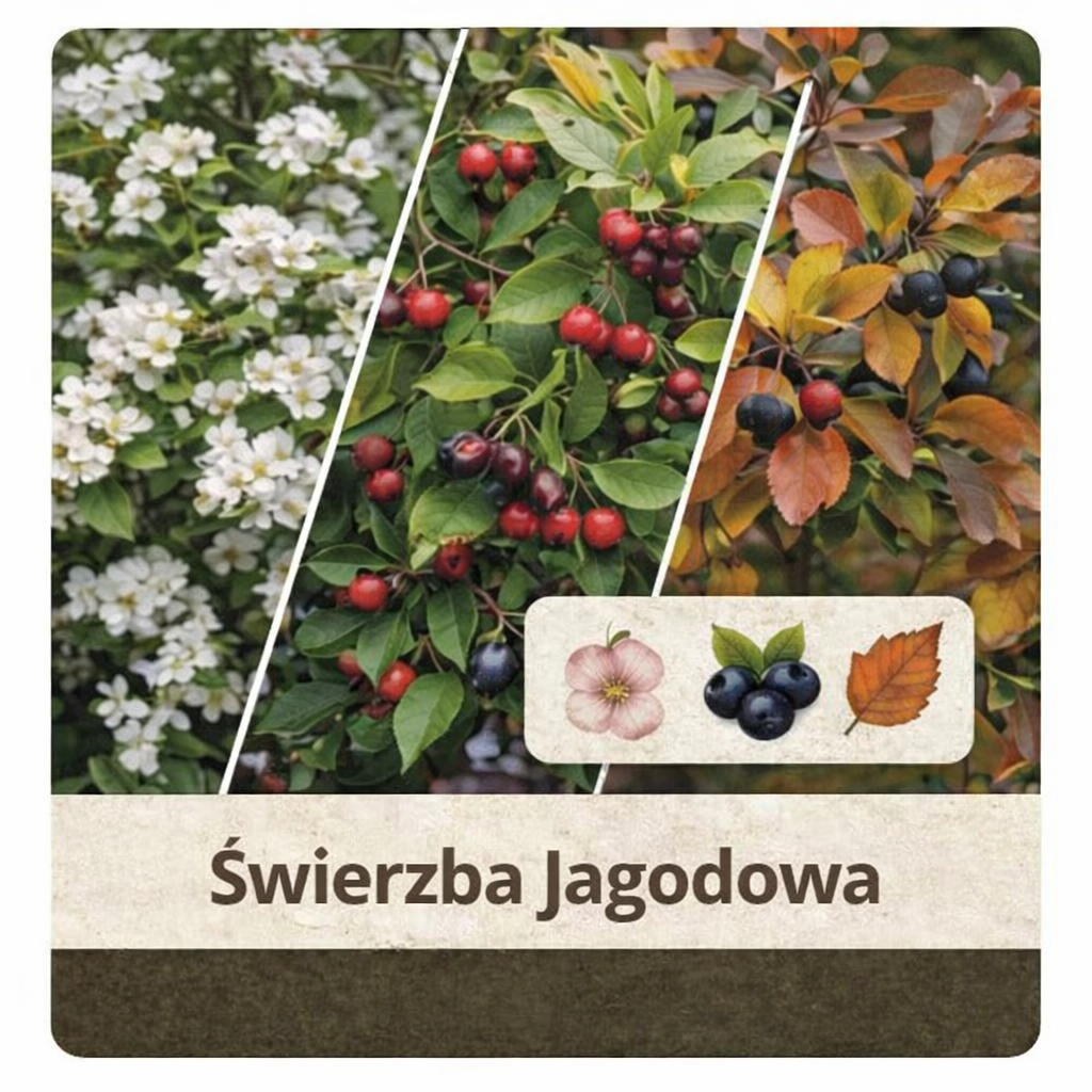 Świdośliwa jagodowa