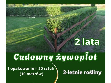 Cudowny żywopłot – dwuletnia sadzonka z gołym korzeniem – opakowanie 50 sztuk
