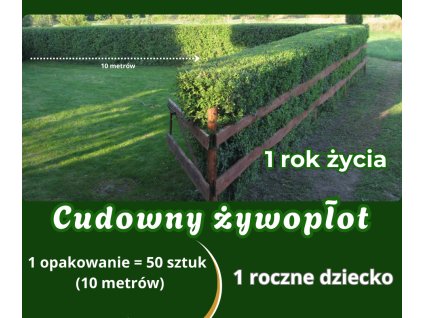 Cudowny żywopłot – roczna sadzonka z gołym korzeniem – opakowanie 50 sztuk