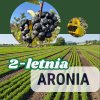 aronia2